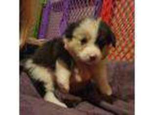 Pembroke Welsh Corgi Puppy for sale in Mc Cordsville, IN, USA