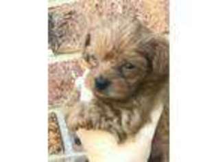 Yorkshire Terrier Puppy for sale in Sumter, SC, USA