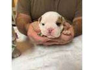 Bulldog Puppy for sale in Pittsburg, KS, USA