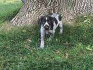 German Wirehaired Pointer Puppy for sale in Lexington, NE, USA