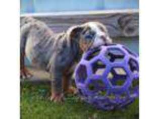 Bulldog Puppy for sale in Pueblo, CO, USA