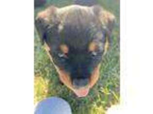 Rottweiler Puppy for sale in Glide, OR, USA