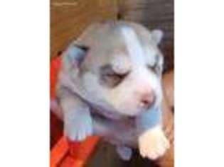 Siberian Husky Puppy for sale in Saugerties, NY, USA