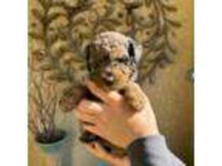 Mutt Puppy for sale in Oakley, CA, USA