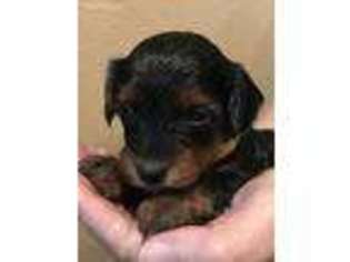 Yorkshire Terrier Puppy for sale in Wylie, TX, USA