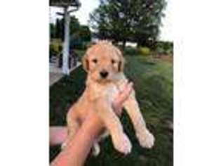 Labradoodle Puppy for sale in Richland, PA, USA