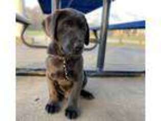 Labrador Retriever Puppy for sale in Houston, TX, USA
