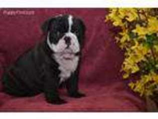 Bulldog Puppy for sale in Soldotna, AK, USA