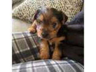 Yorkshire Terrier Puppy for sale in Charlestown, RI, USA