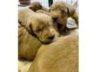 Golden Retriever Puppy for sale in Chilton, WI, USA