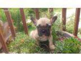 French Bulldog Puppy for sale in Lead Hill, AR, USA