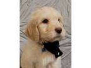 Labradoodle Puppy for sale in Joplin, MO, USA