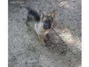 German Shepherd Dog Puppy for sale in Rockdale, TX, USA