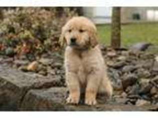 Golden Retriever Puppy for sale in Killbuck, OH, USA
