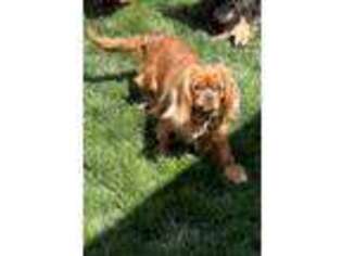 Cavalier King Charles Spaniel Puppy for sale in Elk Grove, CA, USA