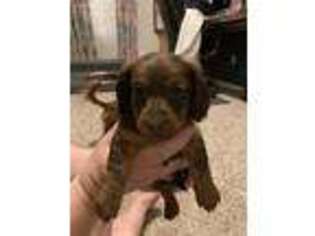 Dachshund Puppy for sale in Fountain, CO, USA