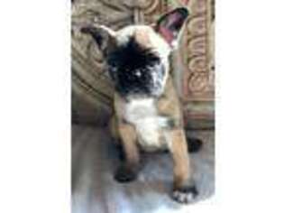 French Bulldog Puppy for sale in Grants Pass, OR, USA