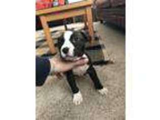 Mutt Puppy for sale in Eastlake, OH, USA