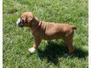 Boxer Puppy for sale in Elkhart, IN, USA