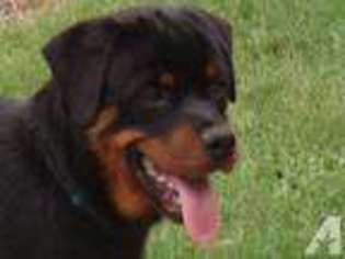 Rottweiler Puppy for sale in HUMBLE, TX, USA