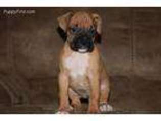 Boxer Puppy for sale in Yakima, WA, USA