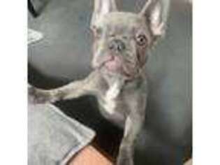 French Bulldog Puppy for sale in Highmore, SD, USA