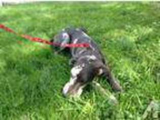 Great Dane Puppy for sale in NEW PARIS, PA, USA