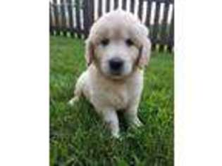Golden Retriever Puppy for sale in Midlothian, VA, USA