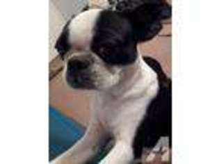 Boston Terrier Puppy for sale in TEMPE, AZ, USA