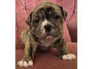 Olde English Bulldogge Puppy for sale in Holyoke, MA, USA