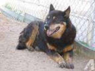 German Shepherd Dog Puppy for sale in INGALLS, KS, USA