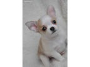 Chihuahua Puppy for sale in Unicoi, TN, USA