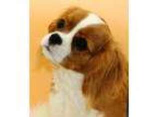 Cavalier King Charles Spaniel Puppy for sale in Homosassa, FL, USA