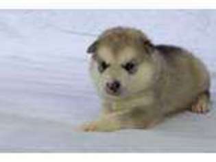 Alaskan Malamute Puppy for sale in Nashville, MI, USA