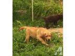 Labrador Retriever Puppy for sale in WILKES BARRE, PA, USA