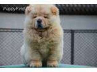 Tibetan Mastiff Puppy for sale in Monroe, GA, USA