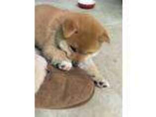 Shiba Inu Puppy for sale in Seaside, CA, USA
