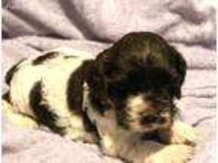 Cocker Spaniel Puppy for sale in Mabank, TX, USA