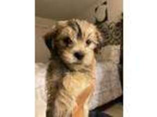 Mutt Puppy for sale in Palm Springs, CA, USA