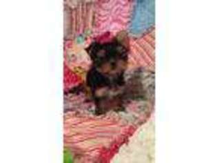 Yorkshire Terrier Puppy for sale in Poplar Grove, IL, USA
