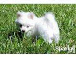Pomeranian Puppy for sale in BRUIN, KY, USA