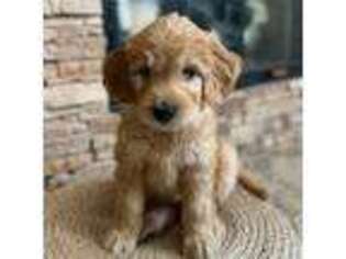 Goldendoodle Puppy for sale in Chula Vista, CA, USA