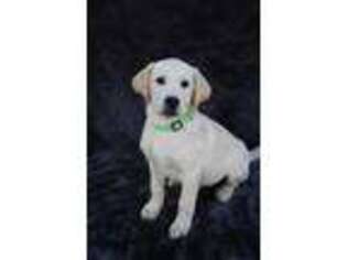 Labrador Retriever Puppy for sale in Antwerp, OH, USA