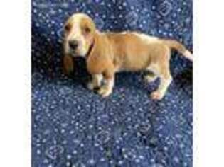 Basset Hound Puppy for sale in Longton, KS, USA
