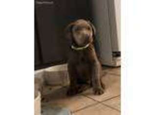 Labrador Retriever Puppy for sale in Knoxville, GA, USA