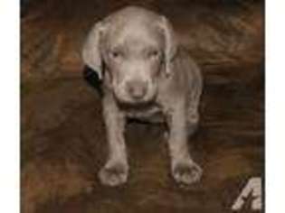 Weimaraner Puppy for sale in MORAVIA, NY, USA