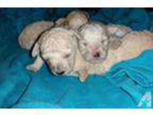 Mutt Puppy for sale in ENDICOTT, NY, USA