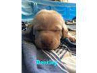 Labrador Retriever Puppy for sale in Angels Camp, CA, USA