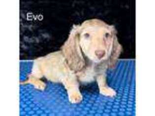 Dachshund Puppy for sale in Poteau, OK, USA