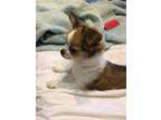 Chihuahua Puppy for sale in Lake Orion, MI, USA